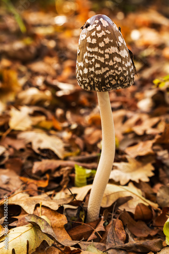 Close-up picture of mushroom and autumn leafs in forest.