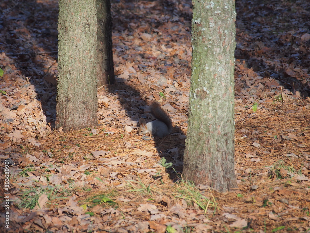 Squirrel collects food on the ground in the forest . Squirrel collects food on the ground in the forest .