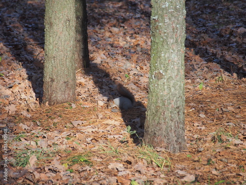 Squirrel collects food on the ground in the forest .