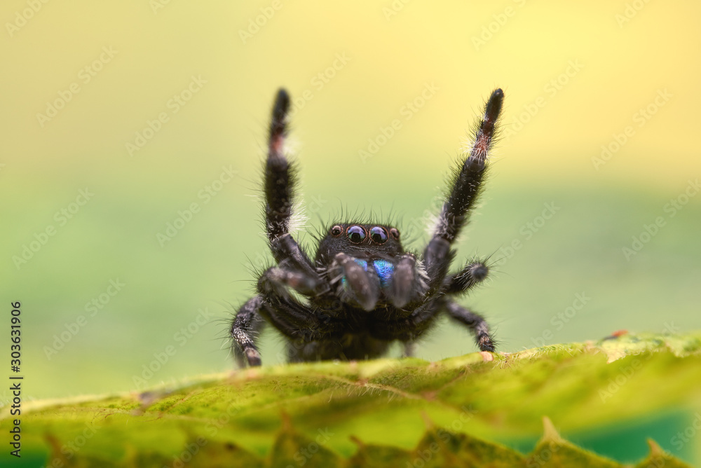 Phidippus regius Phidippus regius
