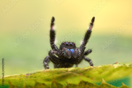 Phidippus regius