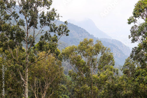 Yercaud Green Huge Trees Close Up Hill Station Tamil Nadu Near Bangalore India Tourism Travel Destination Best Places To Visit