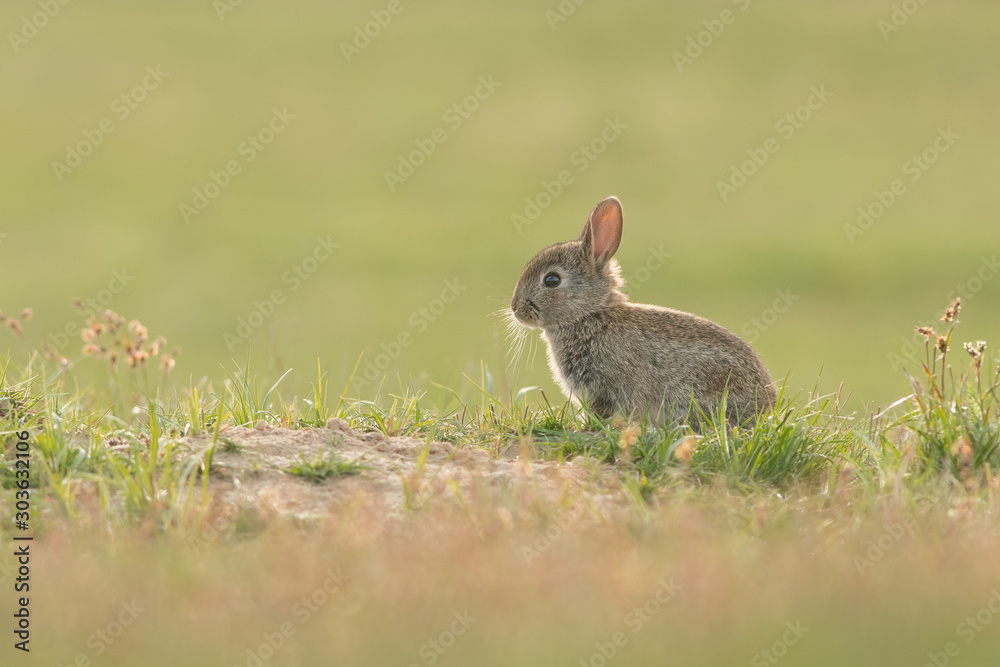 Cute wild rabbit in the natural environment, wildlife, habitat, close up, Oryctolagus cuniculus Cute wild rabbit in the natural environment, wildlife, habitat, close up, Oryctolagus cuniculus