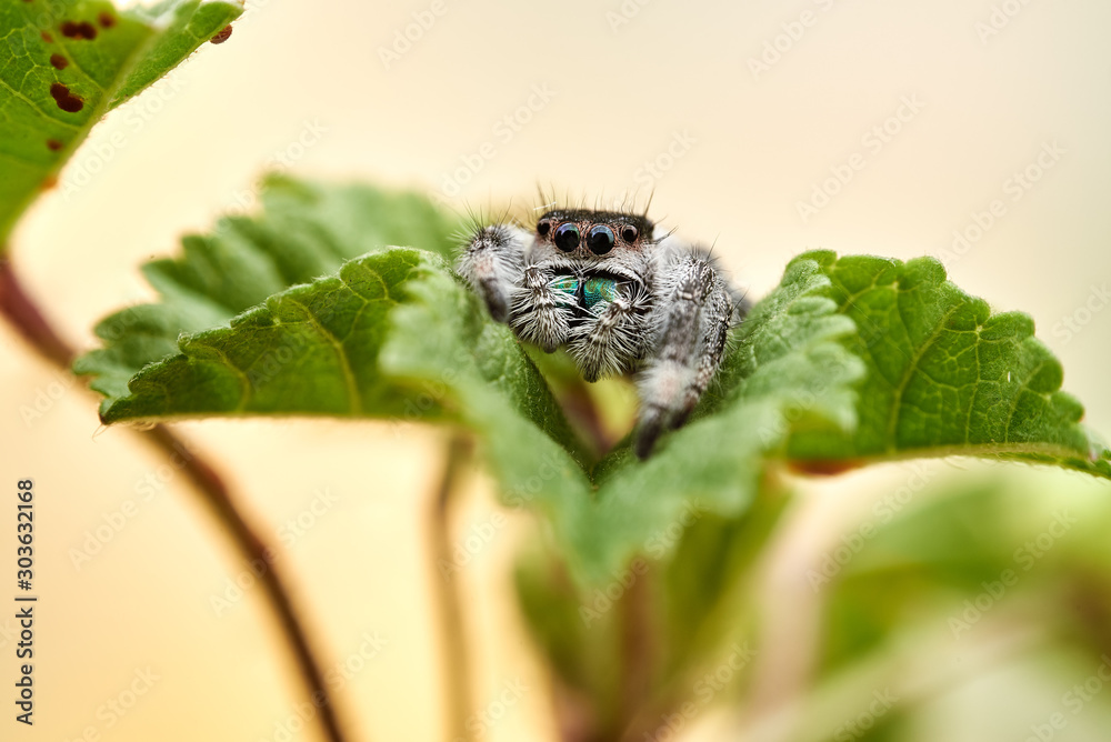 Phidippus regius Phidippus regius