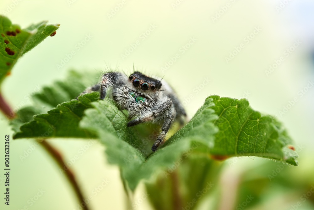 Phidippus regius Phidippus regius