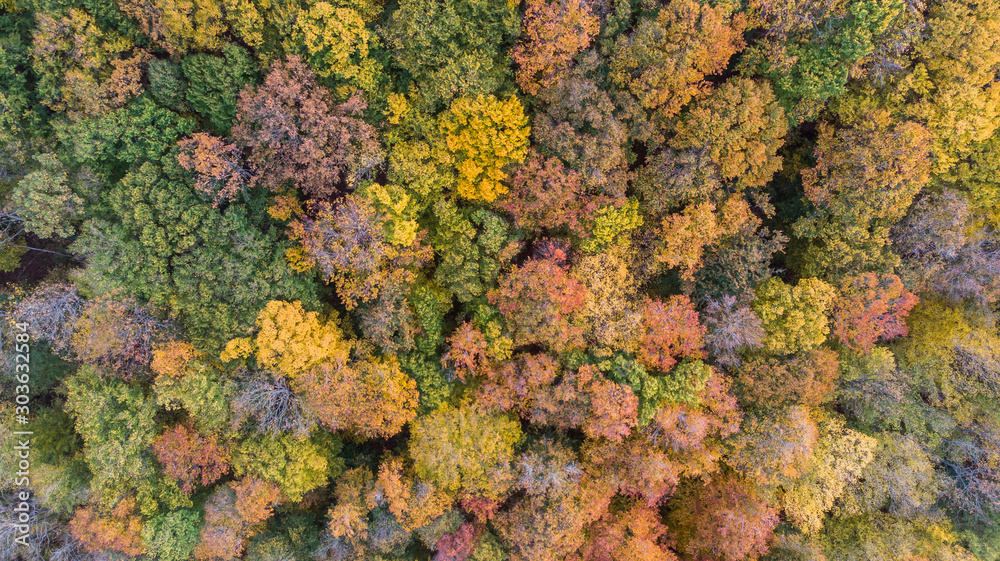 Autumn forest aerial drone view, Bulgaria. Autumn forest aerial drone view, Bulgaria.