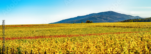 Photo Panoramic view of the beautiful vineyards of Alsace in the fall