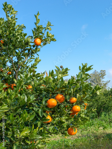  55/5000 Organic orange plantation, soon to harvest