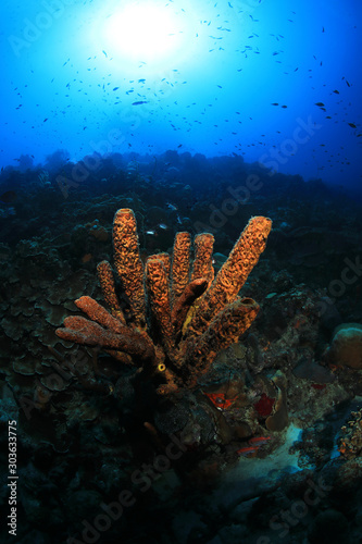 Brown tube sponge