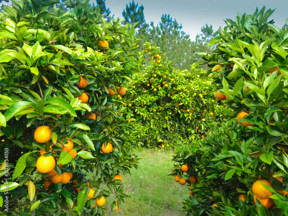 55/5000 Organic orange plantation, soon to harvest 55/5000 Organic orange plantation, soon to harvest