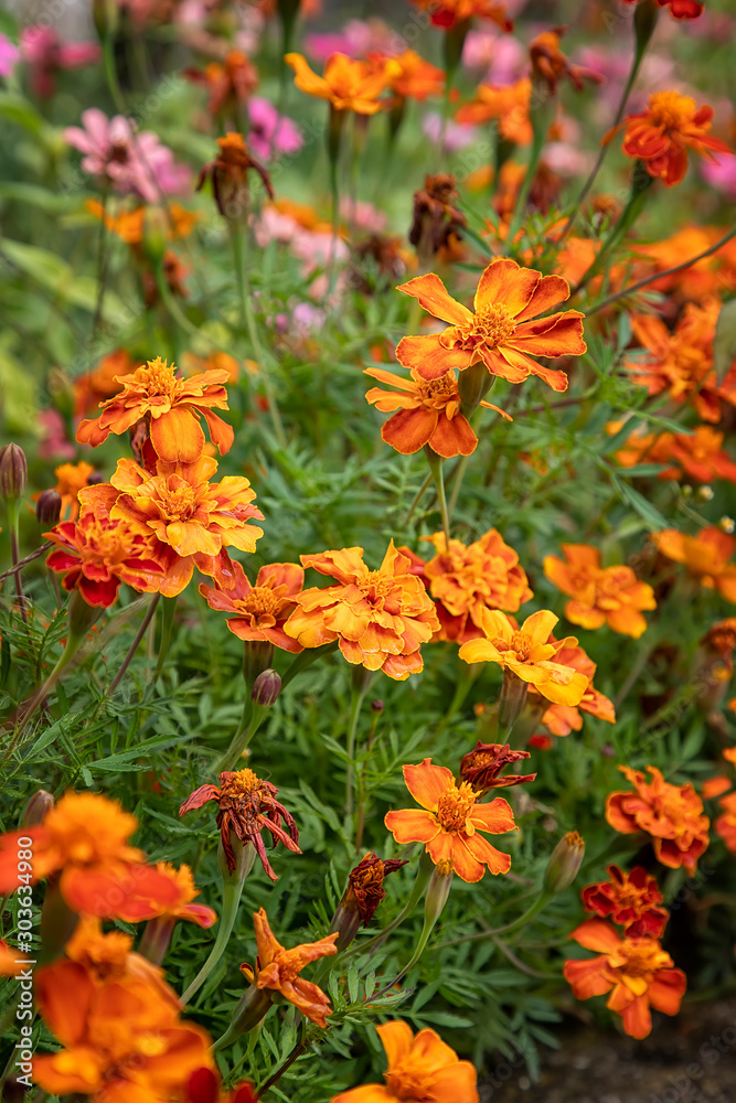 Orange-yellow French marigold or Tagetes patula flowers in the summer garden. Marigolds floral background