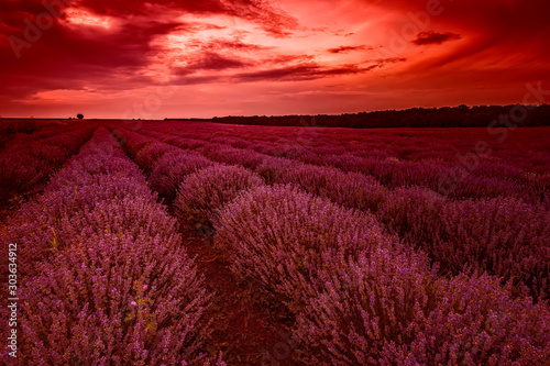 Stunning colored art view of the landscape with lavender field and sky