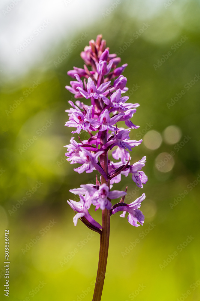 Obraz premium Dactylorhiza fuchsii, common spotted orchid plant. Purple blossom. Beautiful flower blooming in a natural environment.