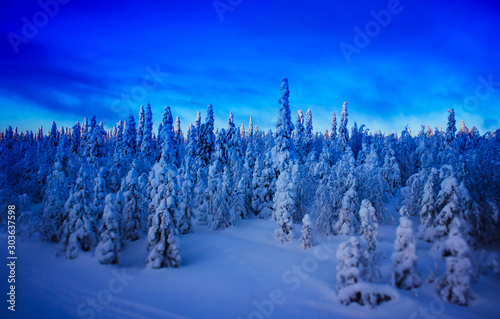 Winter fir forest during sunset landscape