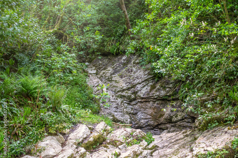 Obraz premium Rock from layered limestone in a green forest.