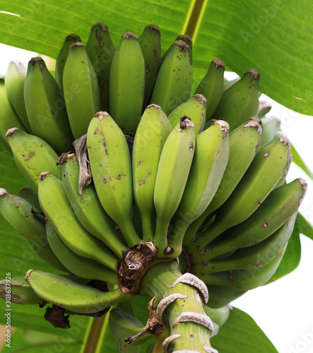 Unripe bunch of bananas growing on banana tree