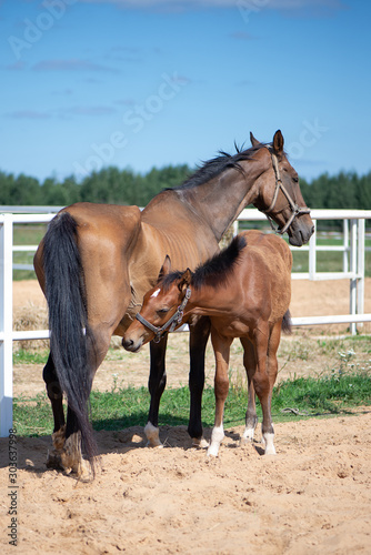  a mare with a foal in a paddock on a pasture