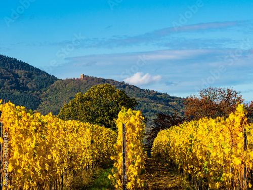 Very beautiful yellow Alsace vineyards in the fall  after grape harvest.
