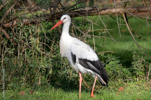 Storch