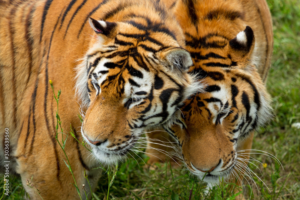 close-up face two tigers close-up face two tigers