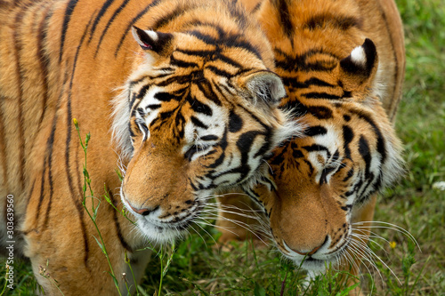 Fototapeta Naklejka Na Ścianę i Meble -  close-up face two tigers