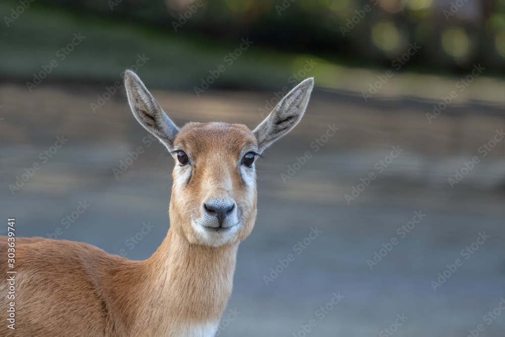 Nilgauantilope Nilgauantilope