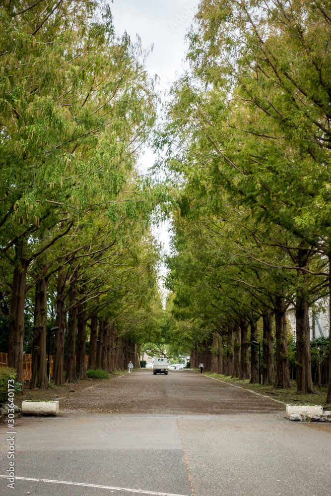 Row of trees