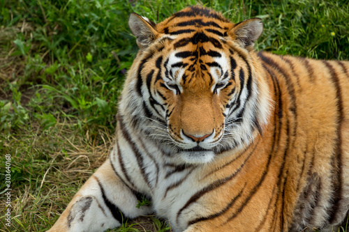 Tiger on the grass © vadimborkin