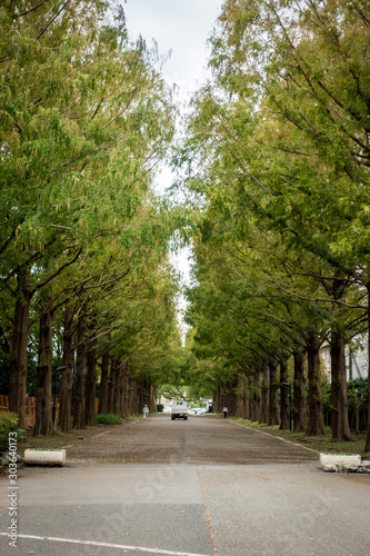 Row of trees