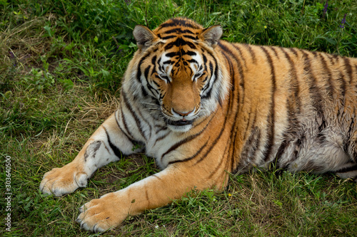 Tiger on the grass