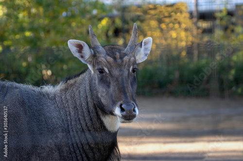 Nilgauantilope