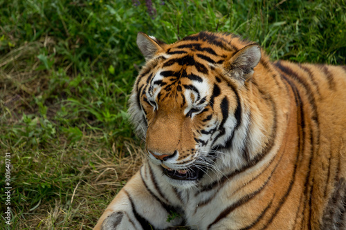 Tiger on the grass