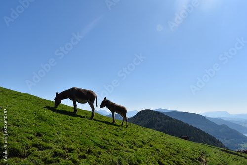 animaux paysage