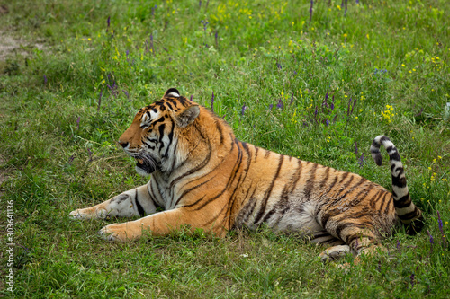 Tiger on the grass