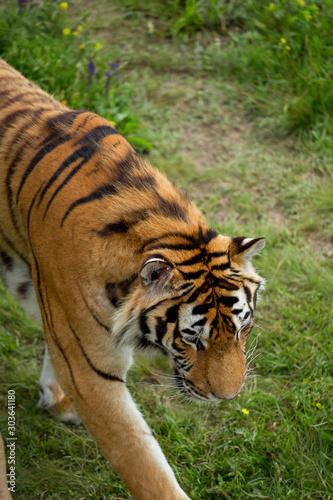 Tiger on the grass