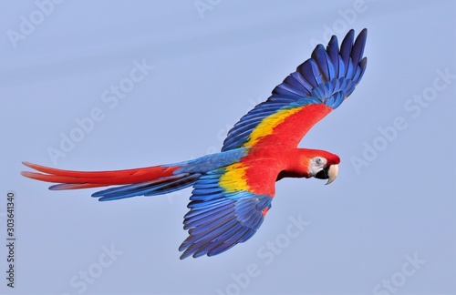 Scarlet Macaw In Flight  1 © Don