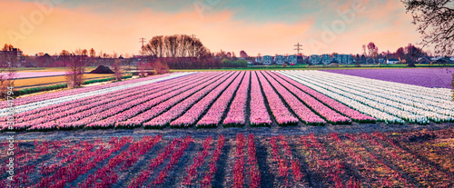 Picturesque spring scene of field of blooming hyacinth flowers. Panoramic spring sunrise in Netherlands, Europe. Traveling concept background.