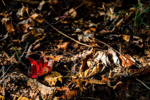 Fall Leaves