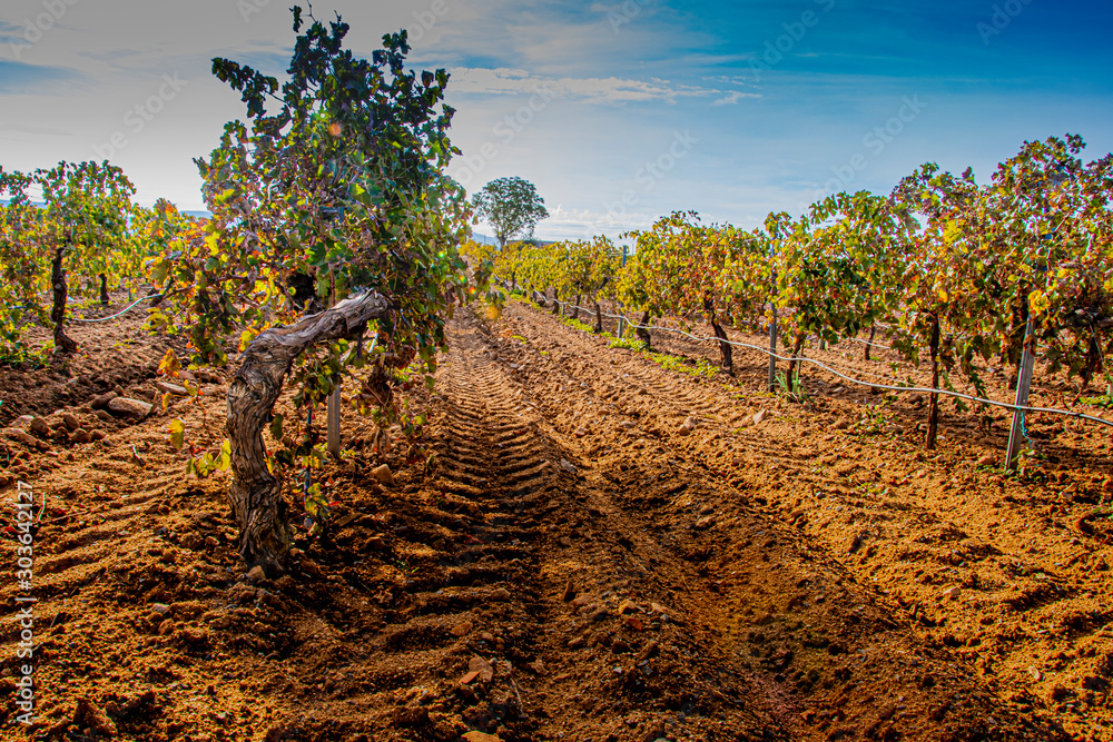 Φωτογραφία Vineyard plantation foreground