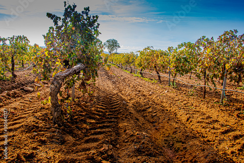 Vineyard plantation foreground. Cuellar. segovia Castile and Leon. Spain photo