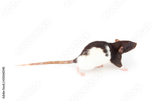 Domestic black and white rat isolated on white background