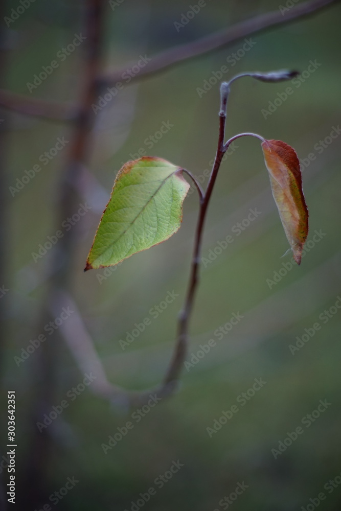 Beautiful green and brown autumn leaves on a branch closeup