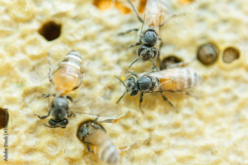 Macro of working bees on honeycomb, Background hexagon texture, .