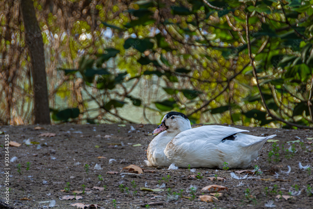 Black and white duck resting. Aranjuez. Madrid's community. Spain, Black and white duck resting. Aranjuez. Madrid's community. Spain,