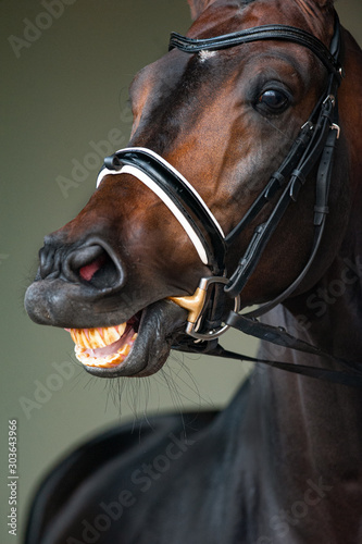 Horse in briddle smiling, closeup photo