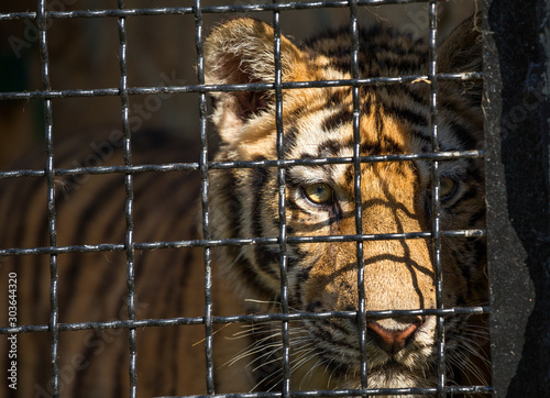 Canvas Print young tiger in a cage, close-up
