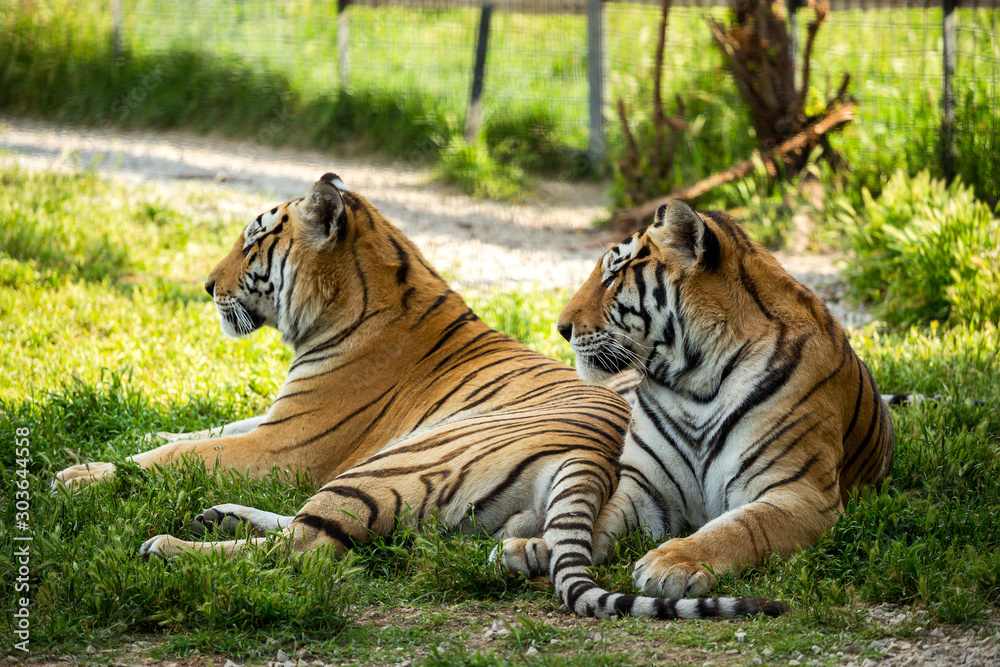 Fototapeta premium two tigers