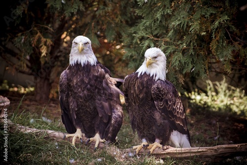 Closeup of two bald eagles sitting near each other with a natural background Fototapeta