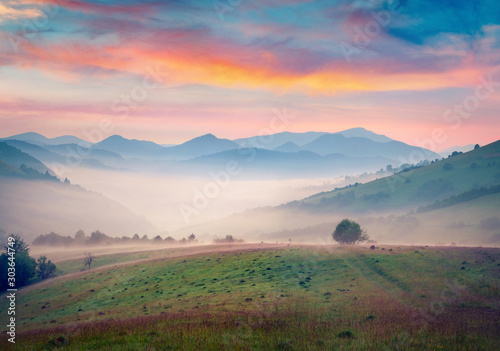 Fototapeta Naklejka Na Ścianę i Meble -  Colorful summer scene of Carpathian mountains. Misty sunrise on Borzhava ridge, Transcarpathian, Ukraine, Europe. Beauty of nature concept background.