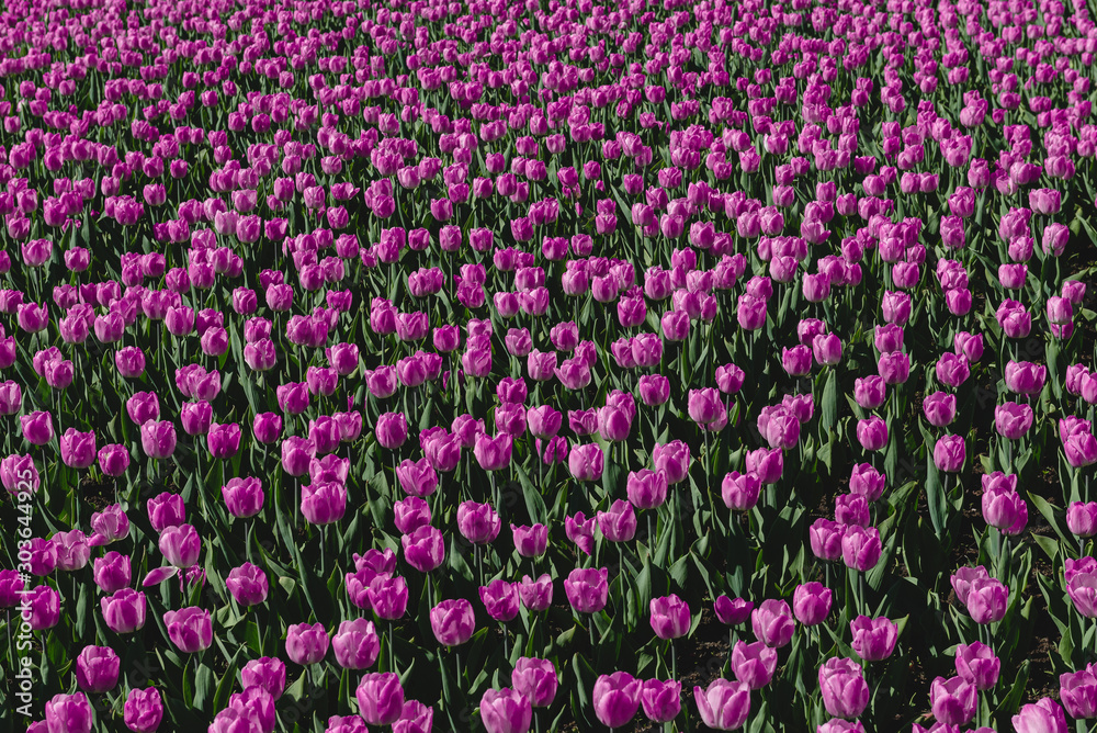 A carpet of pink and lilac tulips. Spring flowers